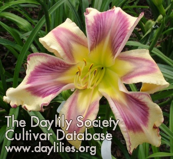 Daylily Life Is a Highway